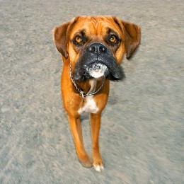 Reston Dog Park Photography