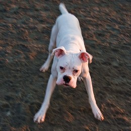 Reston Dog Park Photography