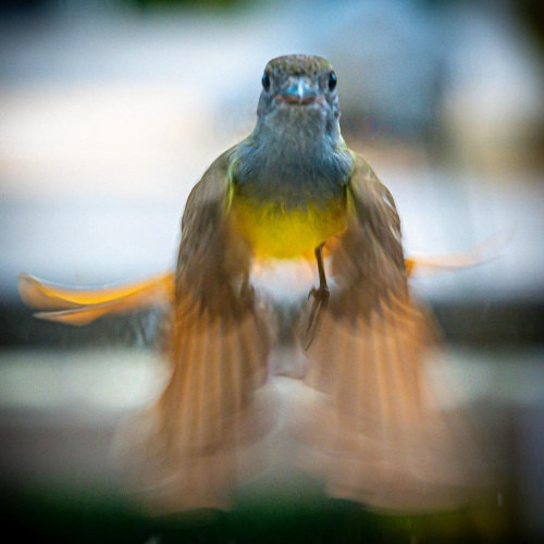 Virginia_Bird_Photography_.JPG